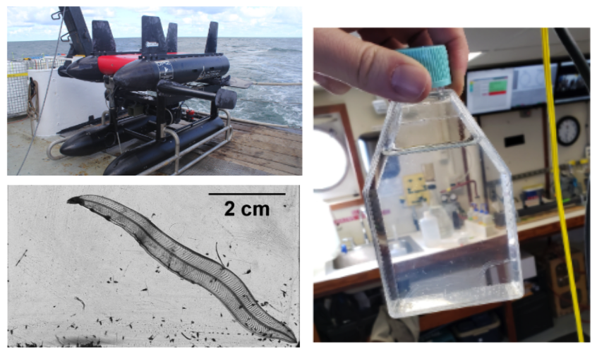 Preview for ZooplanktonBench: A Geo-Aware Zooplankton Recognition and Classification Dataset from Marine Observations